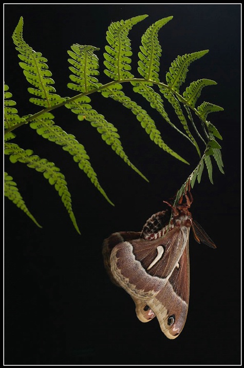 Ceanothus silkmoth (Hyalophora euryalus)