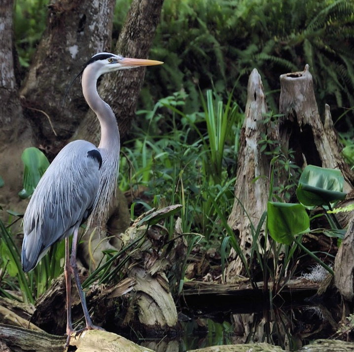 great blue heron at home in the swamp