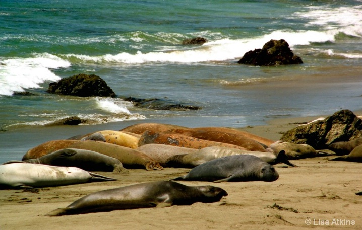 Elephant Seals, Piedras Blancas     I-6-36