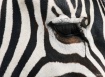 Eye of the Zebra