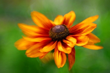 Rudbeckia