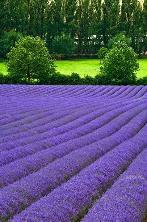 Lavender in Bloom - Kent. U.K.