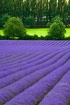Lavender in Bloom...