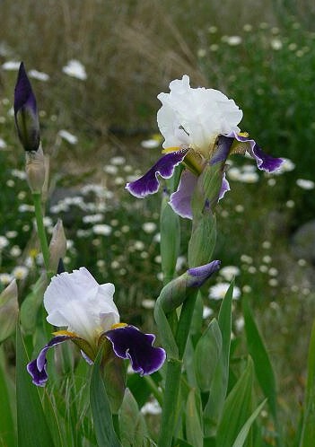 iris