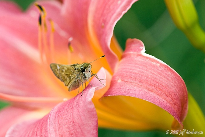 Moth on a Daylily