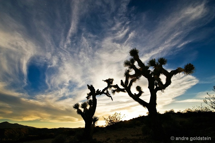 Joshua Trees at Sunset