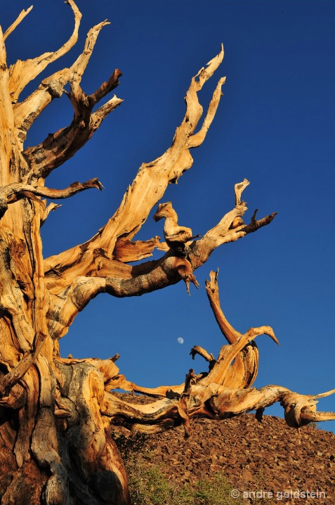 Bristlecone Pine and Moon