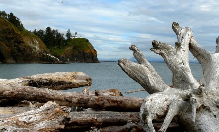 Oregon Coast Driftwood