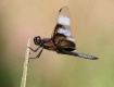 Widow Skimmer