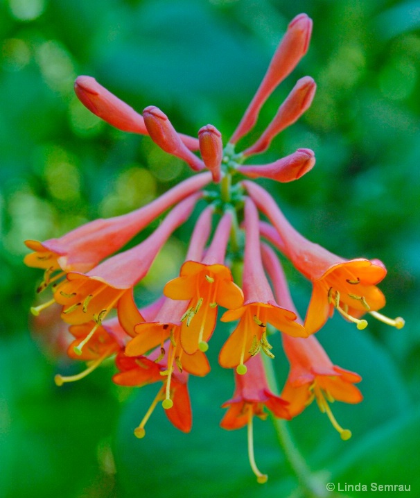 coral_flowers