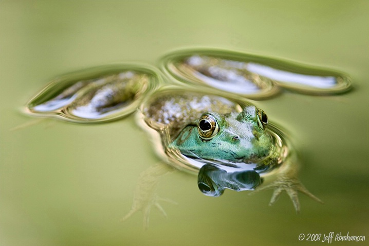 Floatin' Frog