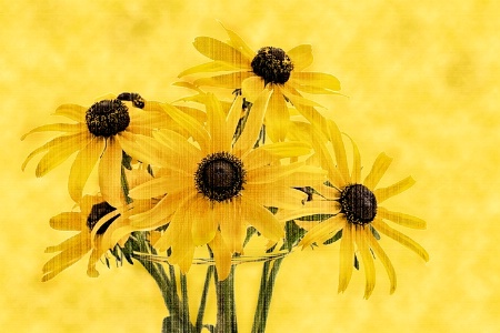 Susans in Summer