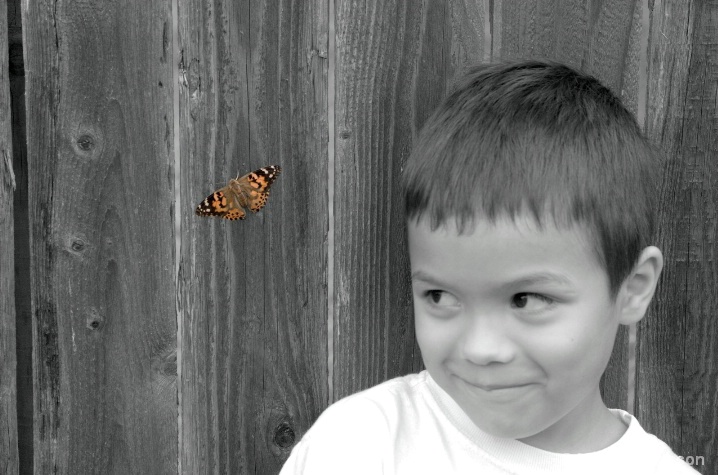Bye Bye Butterfly