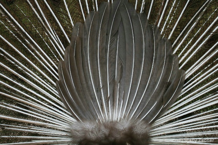Peacock feathers - back view. 