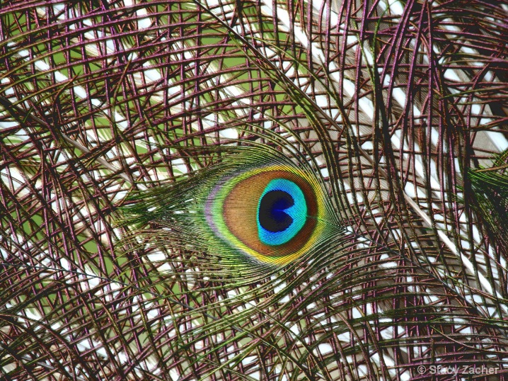 Peacock feathers - front view. 