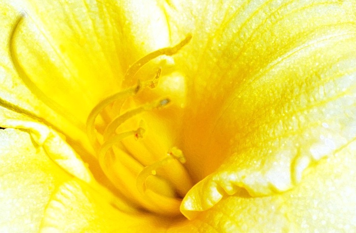 Yellow Tigerlily