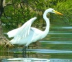 Great White Egret