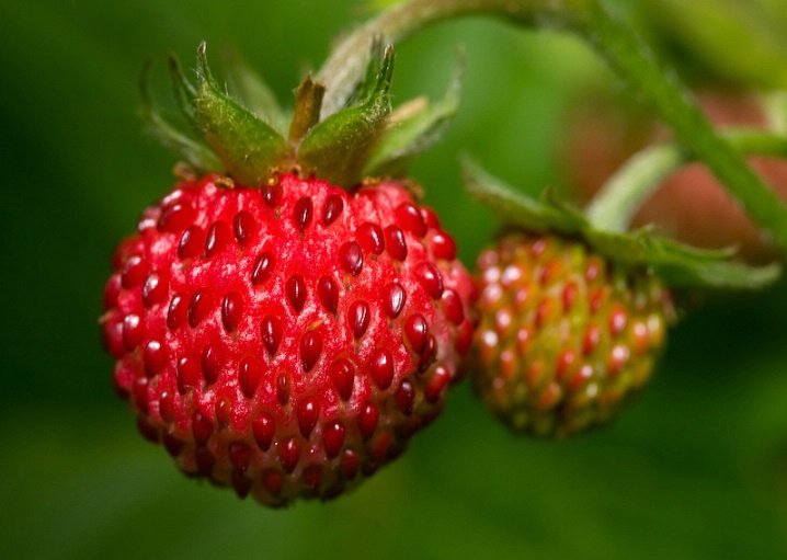 <b>Wild Strawberries</b>