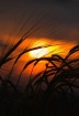 Barley Sheaves at...