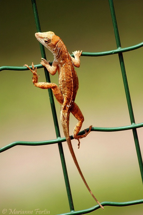 Lizard Ladder