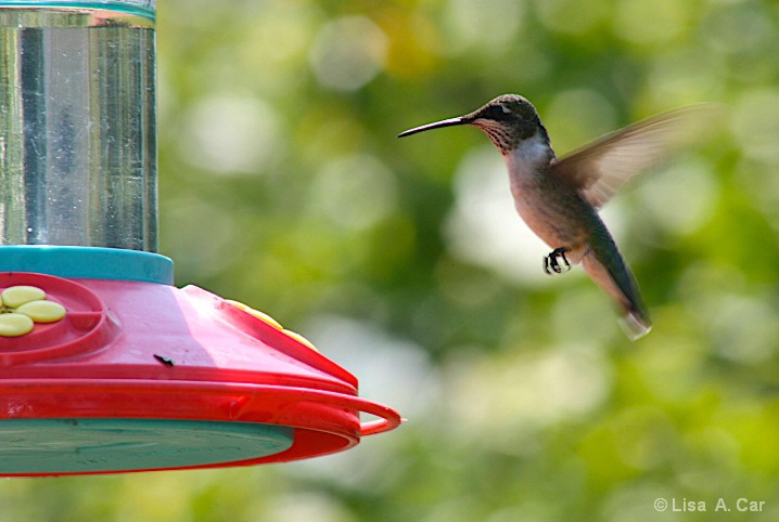 Hummingbird Lunchtime