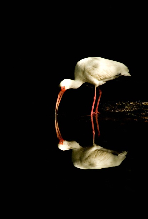 ibis reflection - ID: 6576566 © Michael Cenci