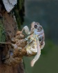 Emerging Cicada