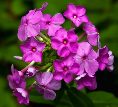 Summer Phlox