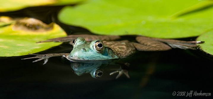 Floatin' Frog 2