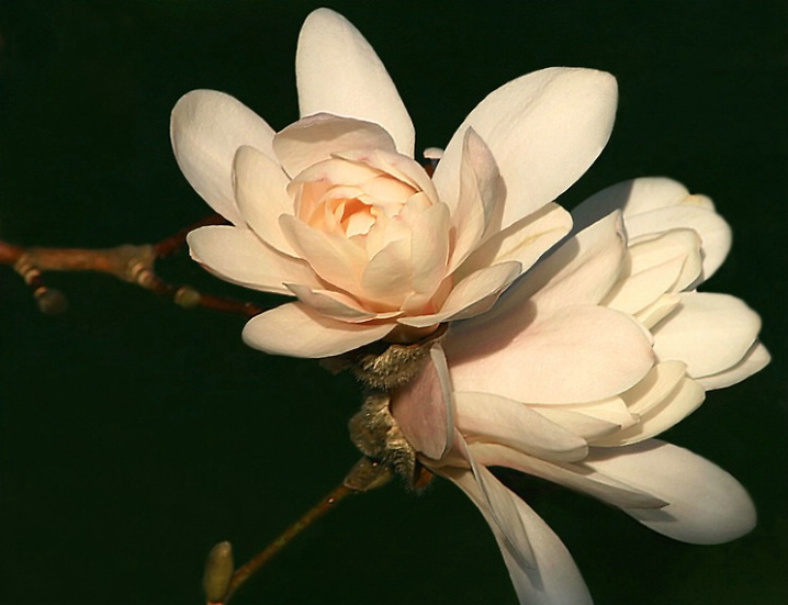 Magnolia Blush
