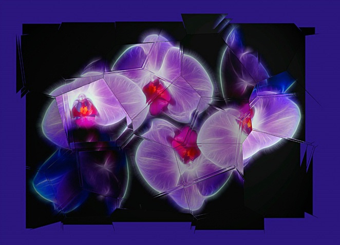 Shattered Orchids - ID: 6582382 © Leslie J. Morris