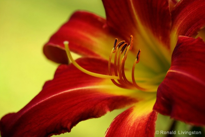 Daylily Delight - ID: 6582655 © Ron Livingston