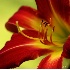 © Ron Livingston PhotoID # 6582655: Daylily Delight