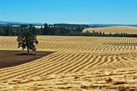 Harvest Time, Oregon 