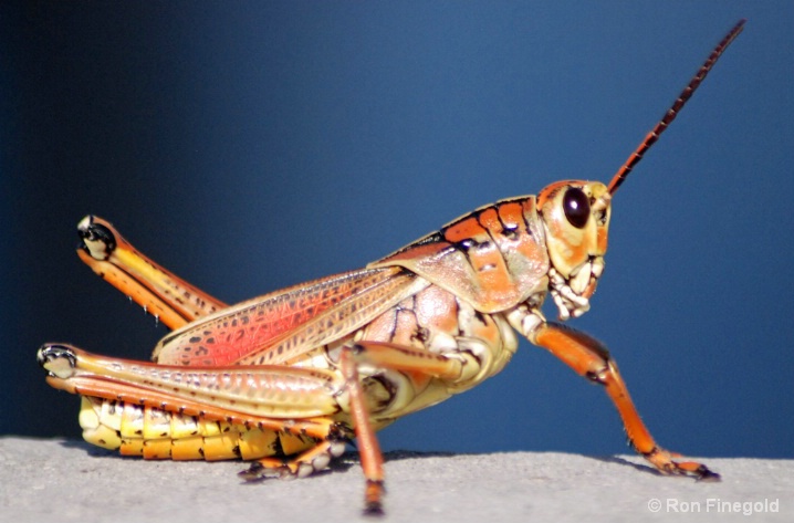 Alien Invader...Lubbar Grasshopper - ID: 6587205 © Ronald Finegold