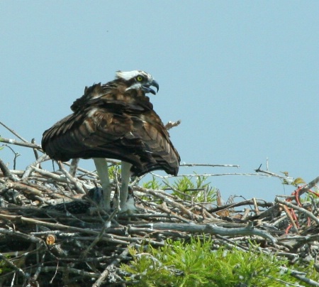 Osprey Guarding Her Young