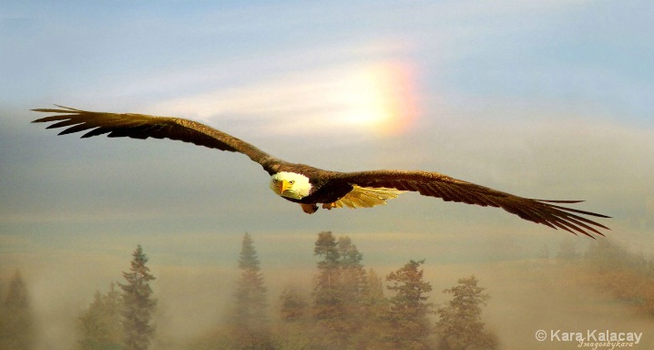 eaglesoaring