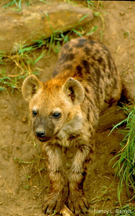 Hyena Pup at Den