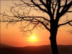 I, the tree and t...
