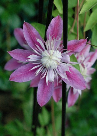 after clematis