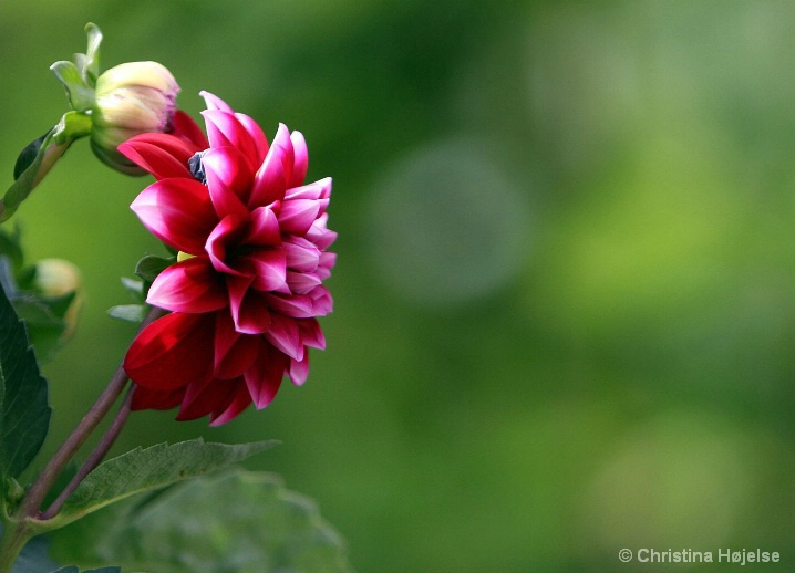 Dahlia profile