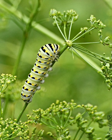 Parsley for Lunch