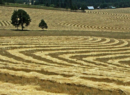 All in a Row Ready for Combining, Oregon 