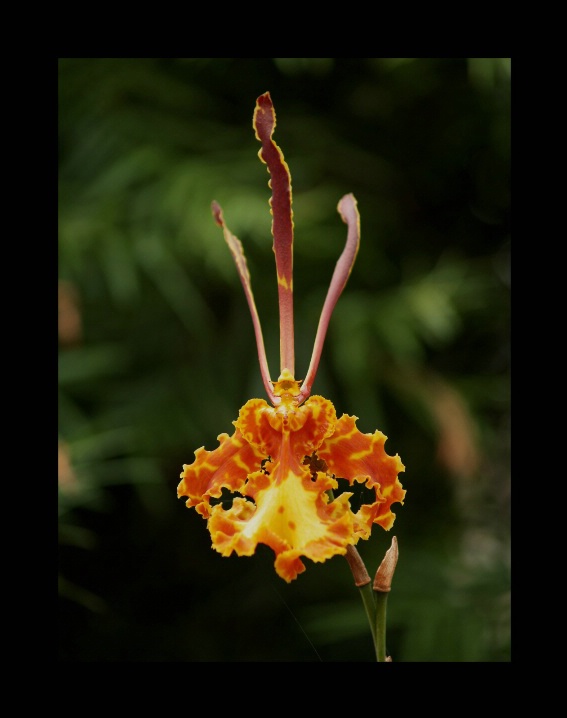 Butterfly Orchid