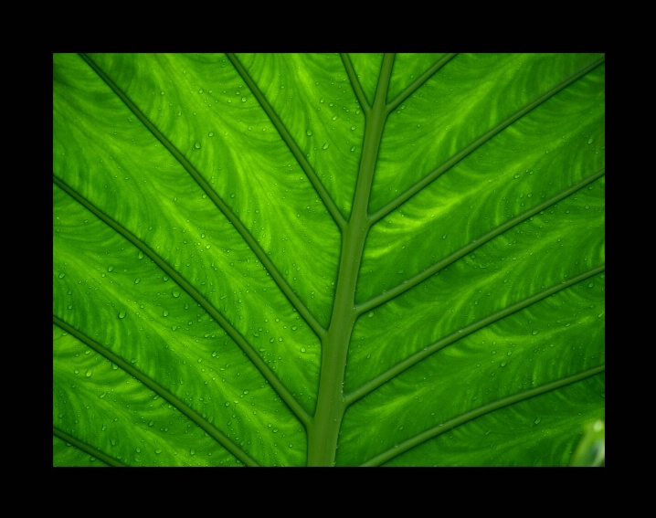 Green Veins of Life