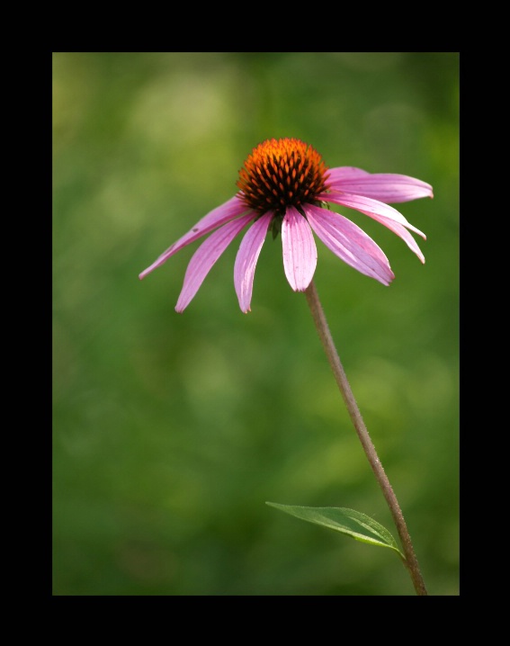 Lone Cone