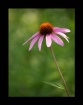 Lone Cone