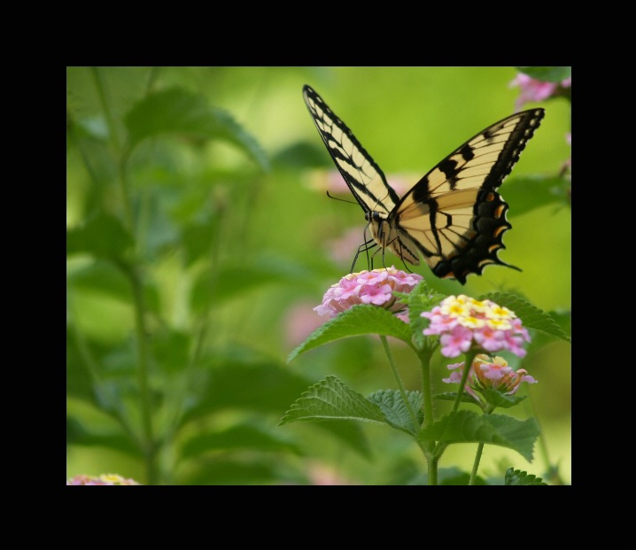 Butterfly Smiles