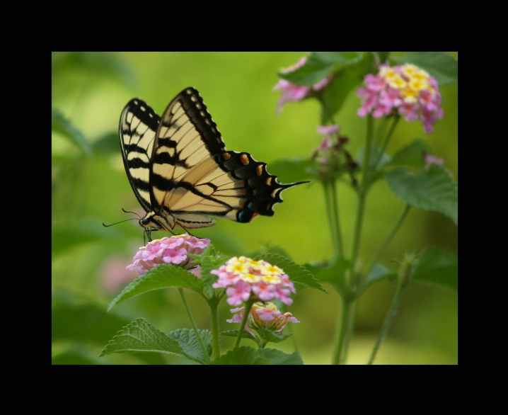 Lantana Lunch