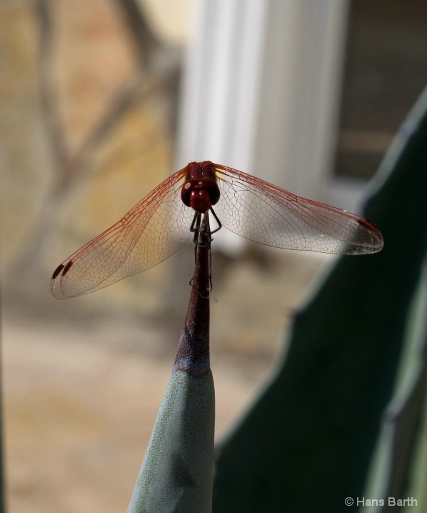 insect_on_cactus